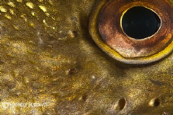 This is the eye of a Pike. by Spencer Burrows 